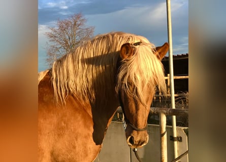 PRE, Hingst, 9 år, 160 cm, Palomino