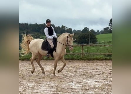 PRE Croisé, Hongre, 10 Ans, 161 cm, Perlino