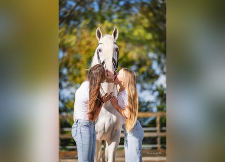 PRE Croisé, Hongre, 10 Ans, 165 cm, Gris
