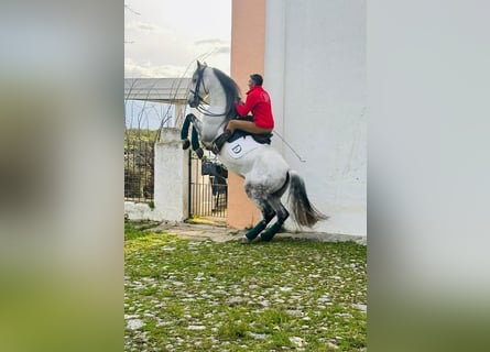 PRE Croisé, Hongre, 10 Ans, 167 cm, Gris