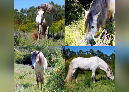 PRE Croisé, Hongre, 10 Ans, 170 cm, Gris