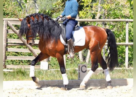 PRE Croisé, Hongre, 10 Ans, 171 cm, Bai cerise