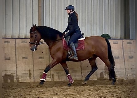 PRE, Hongre, 11 Ans, 160 cm, Bai