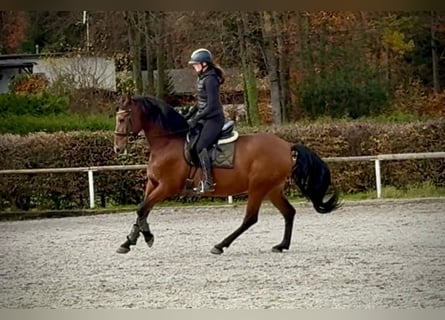 PRE, Hongre, 11 Ans, 160 cm, Bai