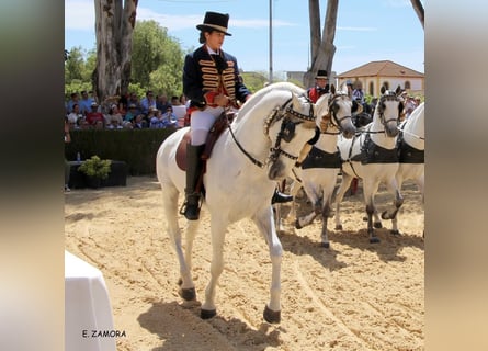 PRE, Hongre, 11 Ans, 165 cm, Gris