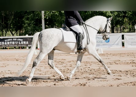 PRE Croisé, Hongre, 12 Ans, 164 cm, Gris