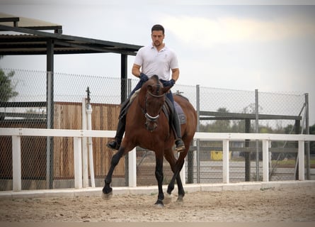 PRE Croisé, Hongre, 13 Ans, 161 cm, Bai