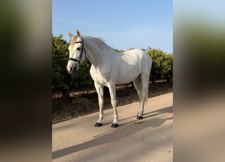 PRE, Hongre, 13 Ans, 164 cm, Gris