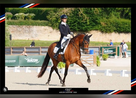 PRE Croisé, Hongre, 13 Ans, 165 cm, Bai