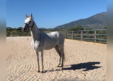 PRE Croisé, Hongre, 15 Ans, 170 cm, Gris