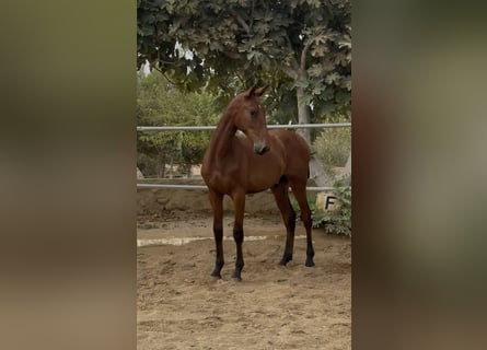 PRE Croisé, Hongre, 1 Année, 148 cm, Bai