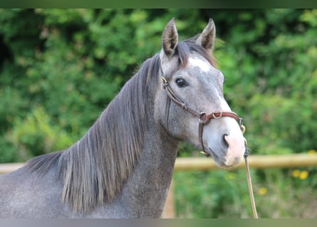 PRE, Hongre, 2 Ans, 155 cm, Gris