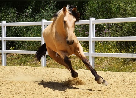PRE Croisé, Hongre, 2 Ans, 159 cm, Isabelle