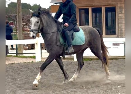 PRE Croisé, Hongre, 3 Ans, 151 cm, Gris