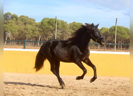 PRE Croisé, Hongre, 3 Ans, 154 cm, Noir
