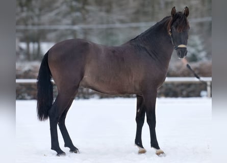 PRE, Hongre, 3 Ans, 156 cm, Alezan brûlé
