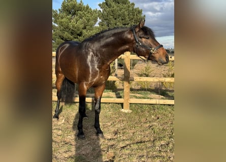 PRE Croisé, Hongre, 3 Ans, 160 cm, Bai brun
