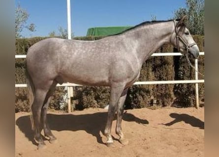 PRE Croisé, Hongre, 3 Ans, 160 cm, Gris