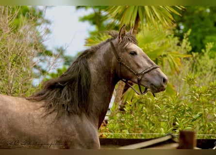 PRE, Hongre, 3 Ans, 160 cm, Gris