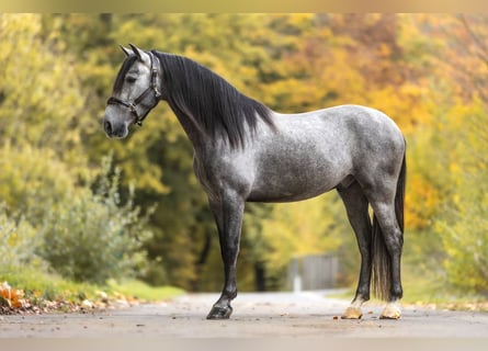 PRE Croisé, Hongre, 3 Ans, 160 cm, Gris noir PRE Croisé, Hongre, 3 Ans, 160 cm, Gris noir