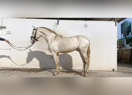 PRE Croisé, Hongre, 3 Ans, 160 cm, Perlino