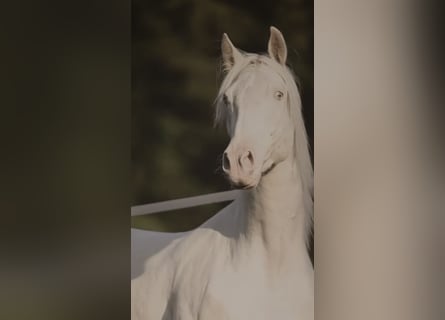 PRE Croisé, Hongre, 3 Ans, 161 cm, Cremello