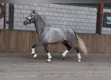 PRE Croisé, Hongre, 3 Ans, 162 cm, Gris pommelé