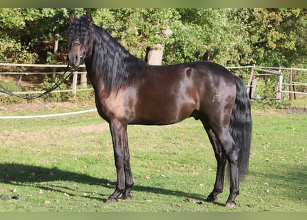 PRE Croisé, Hongre, 3 Ans, 163 cm, Noir