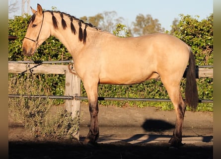 PRE, Hongre, 3 Ans, 165 cm, Buckskin