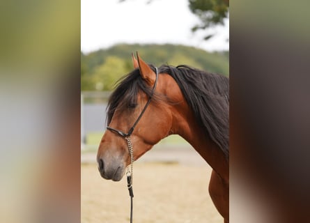 PRE Croisé, Hongre, 3 Ans, 167 cm, Bai clair