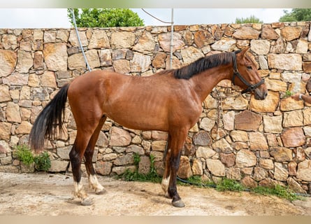 PRE, Hongre, 3 Ans, 168 cm, Bai