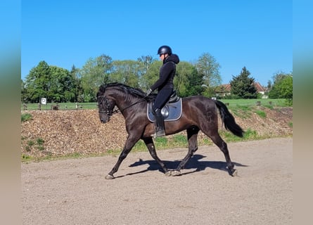 PRE Croisé, Hongre, 4 Ans, 157 cm, Noir