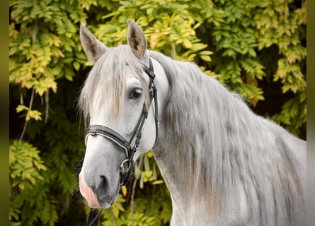 PRE Croisé, Hongre, 4 Ans, 158 cm, Gris