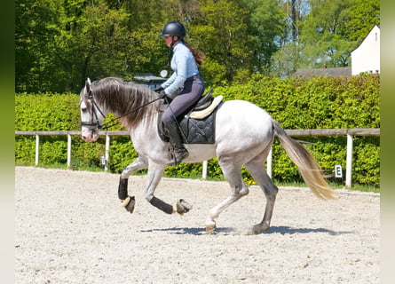 PRE Croisé, Hongre, 4 Ans, 158 cm, Gris