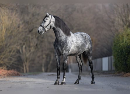 PRE, Hongre, 4 Ans, 160 cm, Gris pommelé