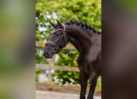 PRE, Hongre, 4 Ans, 160 cm, Noir