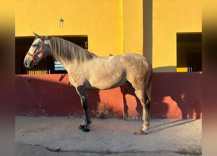 PRE Croisé, Hongre, 4 Ans, 161 cm, Gris