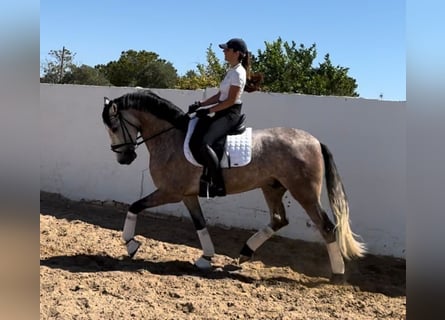 PRE Croisé, Hongre, 4 Ans, 161 cm, Gris pommelé