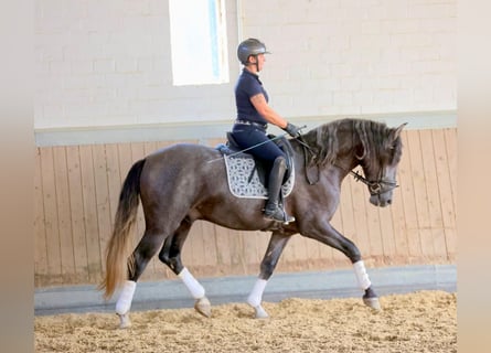 PRE Croisé, Hongre, 4 Ans, 164 cm, Gris