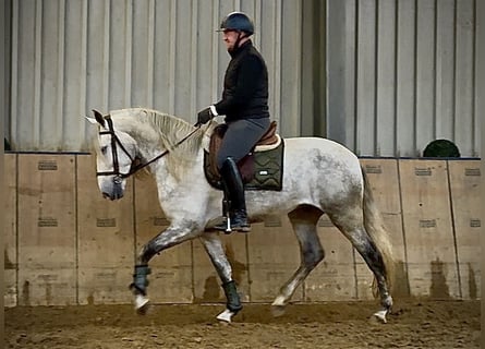 PRE Croisé, Hongre, 4 Ans, 165 cm, Gris