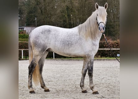 PRE, Hongre, 4 Ans, 165 cm, Gris