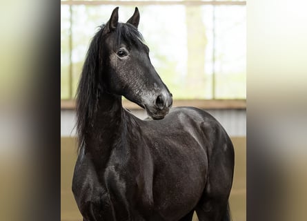 PRE Croisé, Hongre, 4 Ans, 165 cm, Gris noir