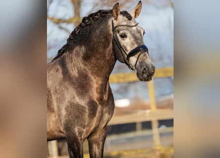 PRE, Hongre, 4 Ans, 168 cm, Gris