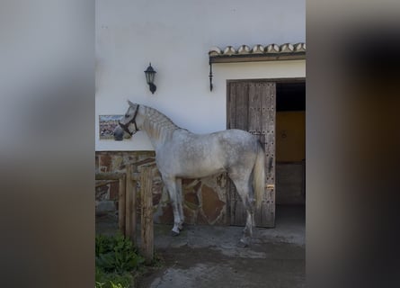 PRE, Hongre, 4 Ans, 170 cm, Gris pommelé