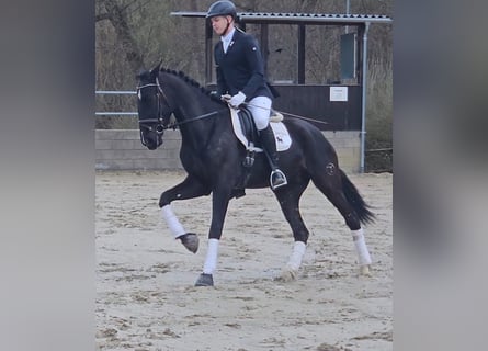 PRE Croisé, Hongre, 4 Ans