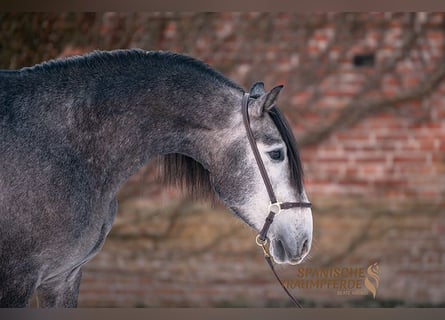 PRE Croisé, Hongre, 4 Ans, Gris pommelé