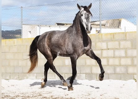 PRE, Hongre, 5 Ans, 155 cm, Gris