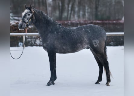 PRE Croisé, Hongre, 5 Ans, 155 cm, Rouan bleu