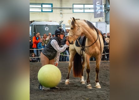 PRE Croisé, Hongre, 5 Ans, 156 cm, Isabelle
