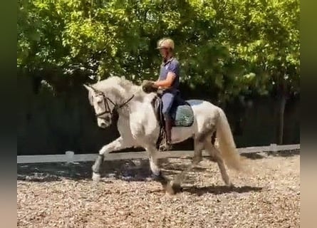 PRE, Hongre, 5 Ans, 157 cm, Gris pommelé